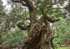 940多岁古树一年产2000多斤荔枝，树冠覆盖
可达1亩，跨越世纪的丰产奇迹，超想吃！