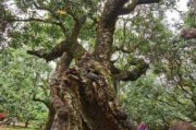 940多岁古树一年产2000多斤荔枝，树冠覆盖
可达1亩，跨越世纪的丰产奇迹，超想吃！